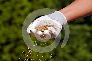 A female gloved hand sowing grass seeds. Sowing grain