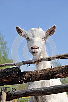 Female goat