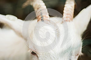 Female goat forehead