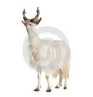 Female goat Girgentana looking back, sicilian breed, isolated on white