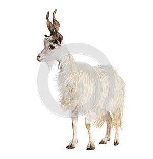 Female goat Girgentana, sicilian breed, isolated on white