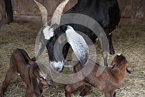 A female goat with her kids