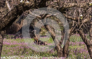 Female goat with her three kids basking in a field full of purple flowers in the midday sun.