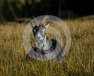 Female goat lying in grass