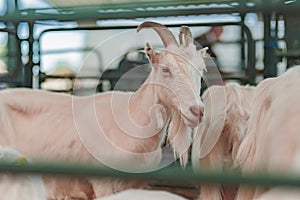 Female goat in pen on livestock farm