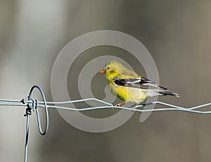 Female Gold Finch on Page Wire Fence