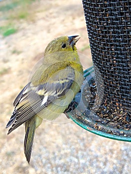 Gold Finch