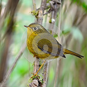 Female Golden Bush Robin