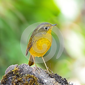 Female Golden Bush Robin