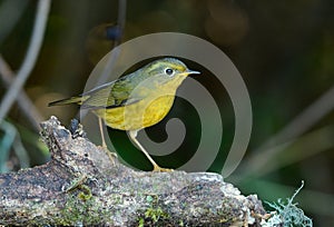 Female Golden Bush-Robin (Tarsiger chrysaeus)