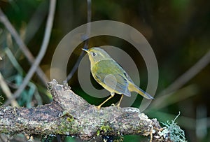 Female Golden Bush-Robin (Tarsiger chrysaeus)