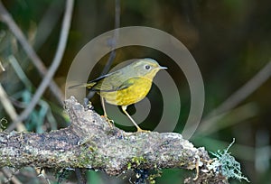 Female Golden Bush-Robin (Tarsiger chrysaeus)