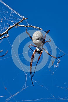 Female golden orb spider (Nephila edulis, Australia photo