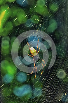 A female golden Orb Weaver spider Nephila tetragnathoides