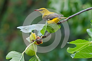 Female golden oriole feeding on fig fruit