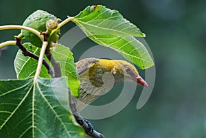 Female golden oriole peeking through leaves