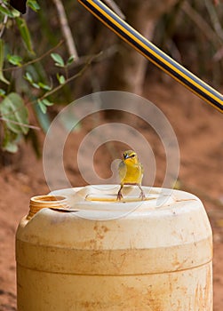 Female Golden Palm Weaver on container