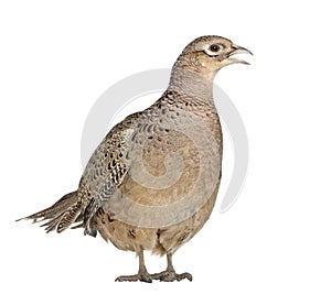 Female Golden Pheasant