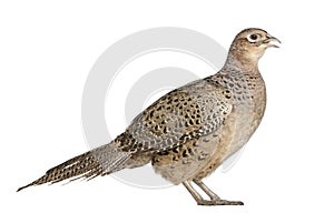 Female Golden Pheasant