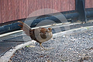 The female golden pheasant in the aviary