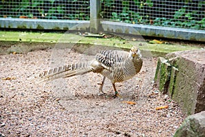 A female golden pheasant, Chrysolophus pictus, is a chickweed species of the pheasant-like family