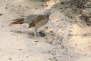 Female Golden pheasant photo