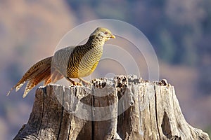 Female golden pheasant photo