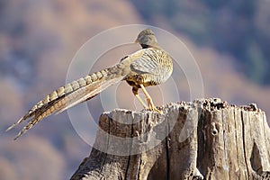 Female golden pheasant photo