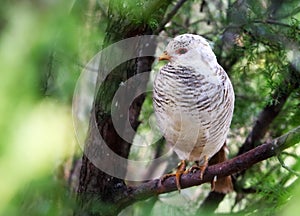 A female golden pheasant in tree