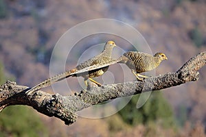 Female golden pheasant photo