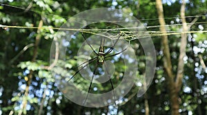 A female golden silk orb weaver spider preparing to rebuild her broken spider web