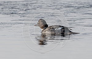 Female Goldeneye (Bucephala clangula)