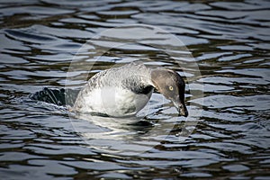 Female goldeneye duck dives for food