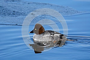 Female goldeneye duck hen swimming