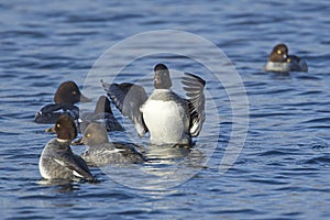 Female goldeneye in the lake.