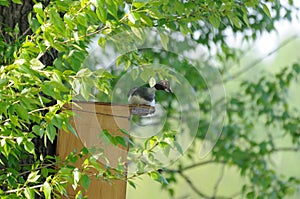 Female Goldeneye sitting on the nest box