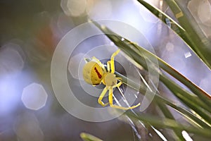 Female Goldenrod Crab Spider