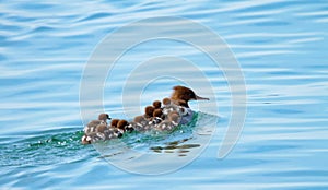 Female goosander (mergus merganser) and babies