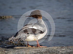 Female Goosander Mergus merganser standing on a rock by the river in summer