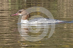 A female goosander on the Ornamental Lake