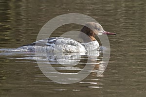 A female goosander on the Ornamental Pond, Southampton Common