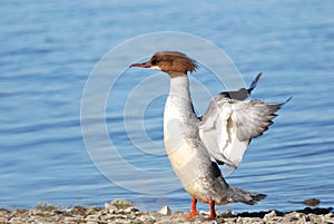 Female Goosander