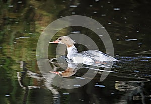Female goosander swimming on the local river