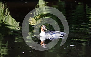 Female goosander swimming on the local river