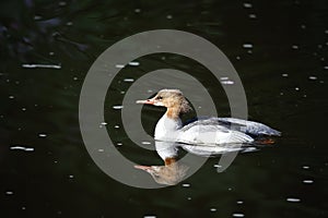 Female goosander swimming on the local river