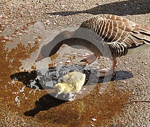 Female goose with her cute gosling in puddle with small peddles in background.