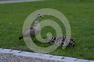 Female goose in a park with her younglings