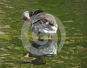 Female goose is ruffling its left wing.