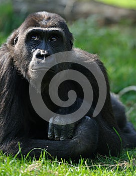 Female gorilla
