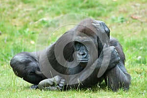 Female gorilla